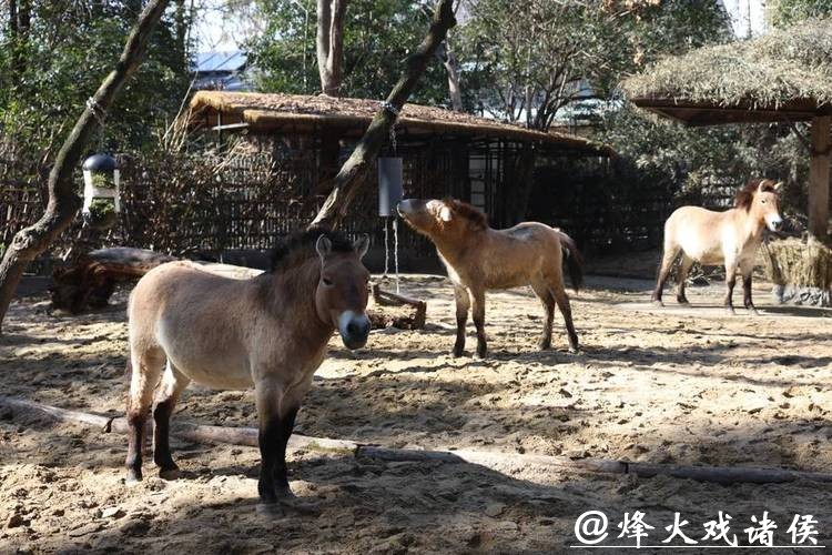 【场面】新春寻“马”:上海动物园首次引入小矮马 【场面】新春寻“马”:上海动物园首次引入小矮马