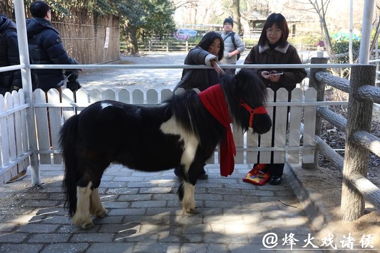 【场面】新春寻“马”:上海动物园首次引入小矮马 【场面】新春寻“马”:上海动物园首次引入小矮马